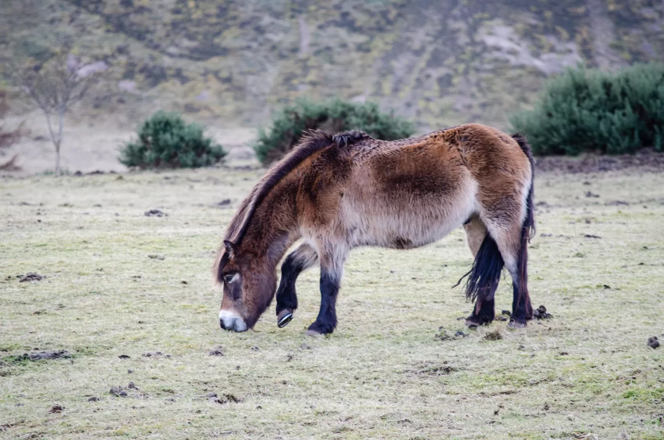 Photo of Scotland By Deepesh Dongre