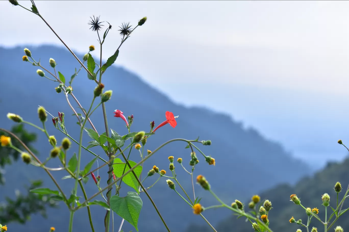 Photo of Dehradun By kanaya dutta