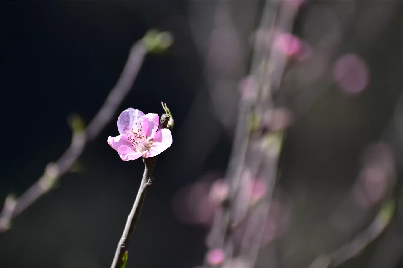 Photo of Suwakholi By kanaya dutta