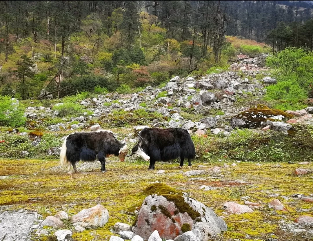 Photo of Yumthang By kanaya dutta