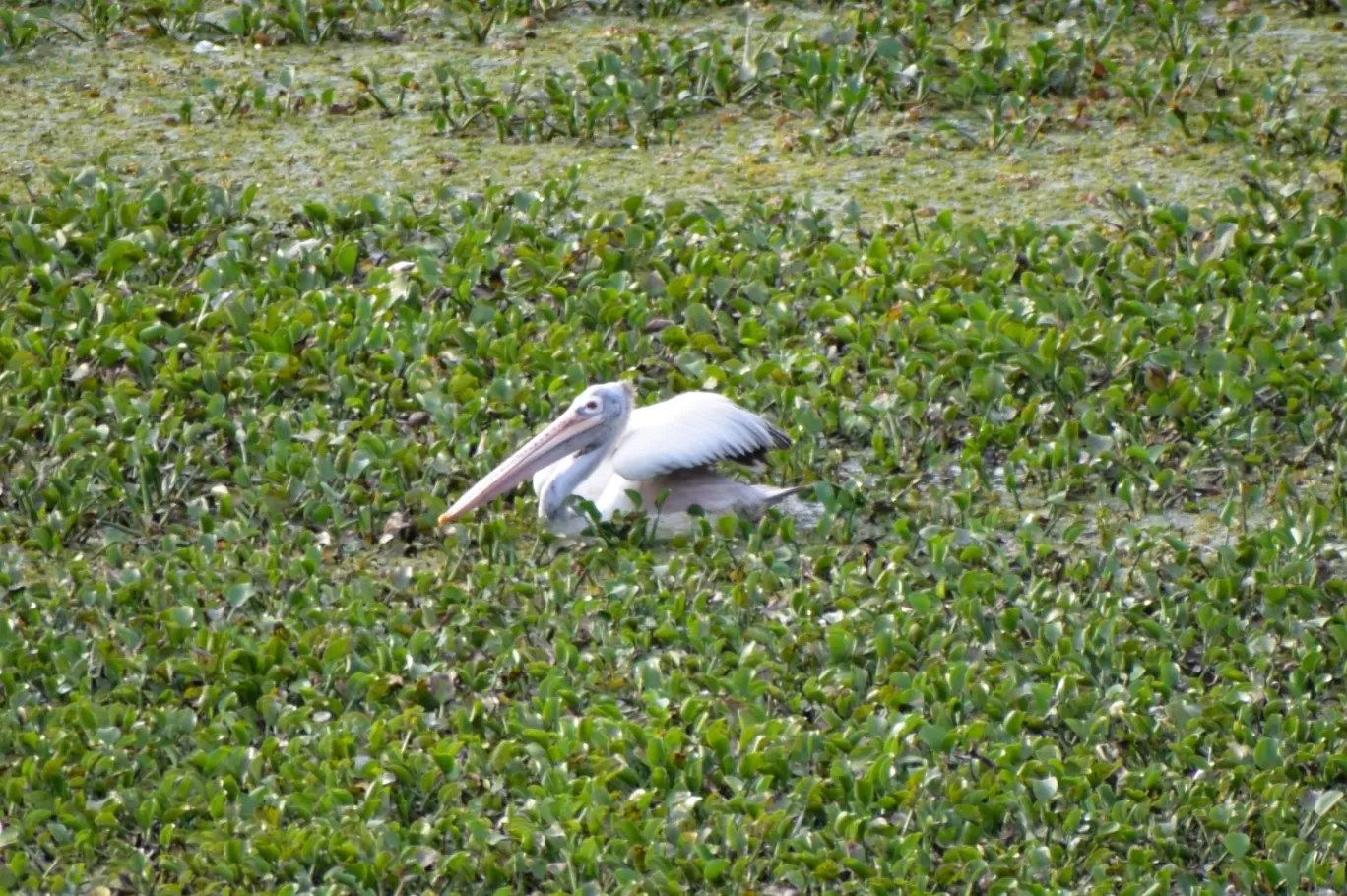 Photo of Karanji Lake By kanaya dutta