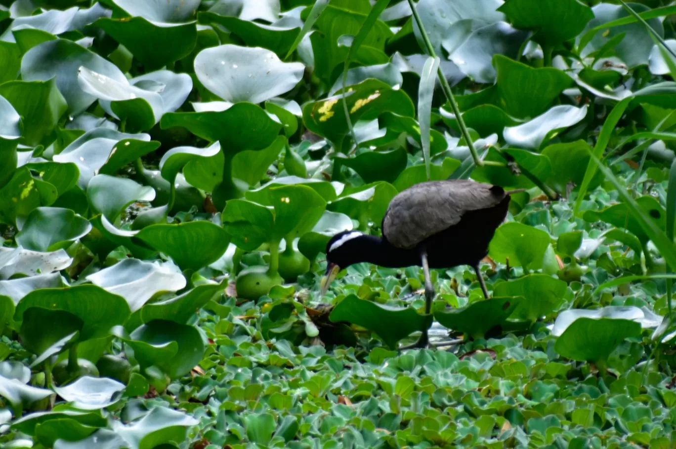 Photo of Karanji Lake By kanaya dutta