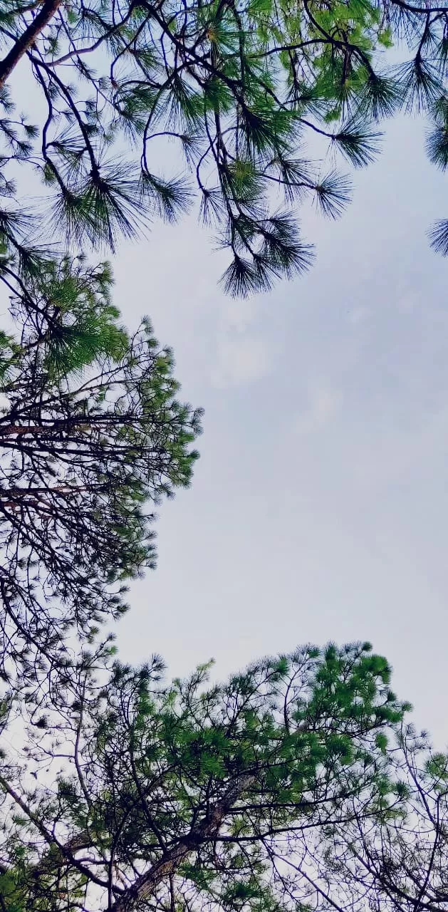 Photo of Kanatal By Mayank Varshney