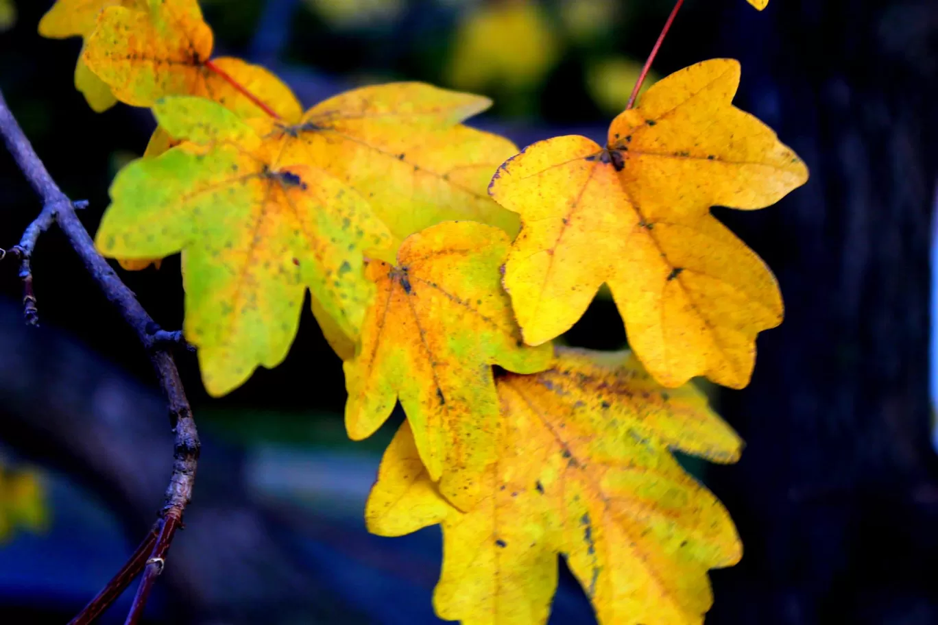 Photo of Kensington Park By Arijit Mullick