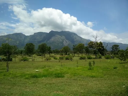 Photo of Masinagudi By Arijit Mullick