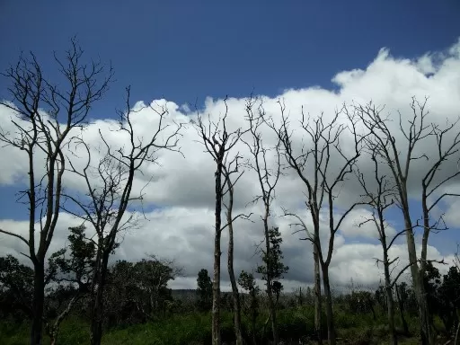 Photo of Masinagudi By Arijit Mullick