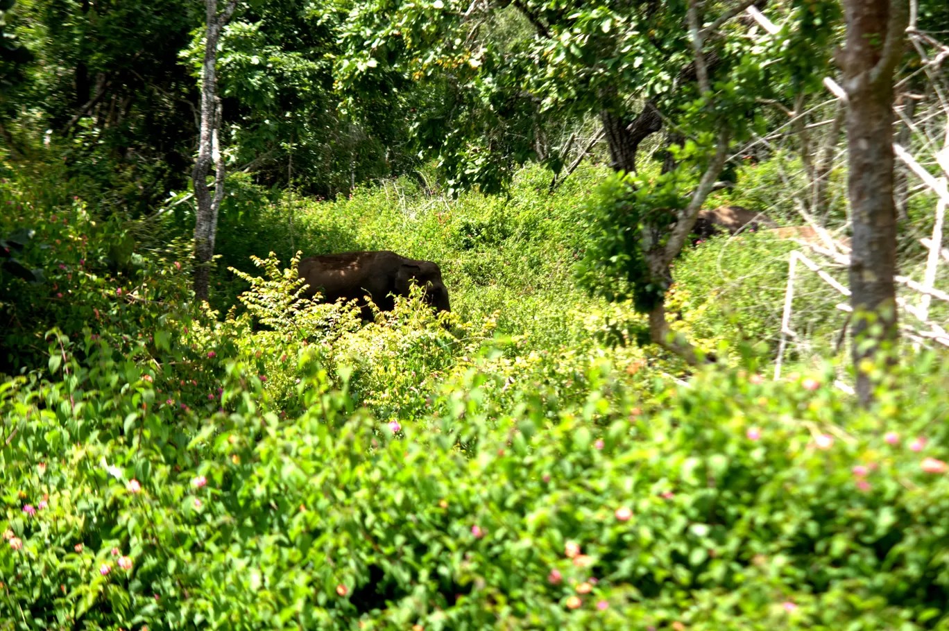 Photo of Masinagudi By Arijit Mullick