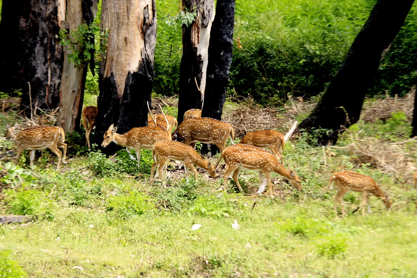 Photo of Masinagudi By Arijit Mullick