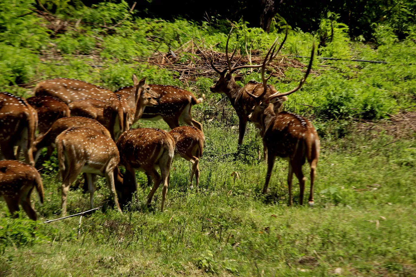 Photo of Masinagudi By Arijit Mullick