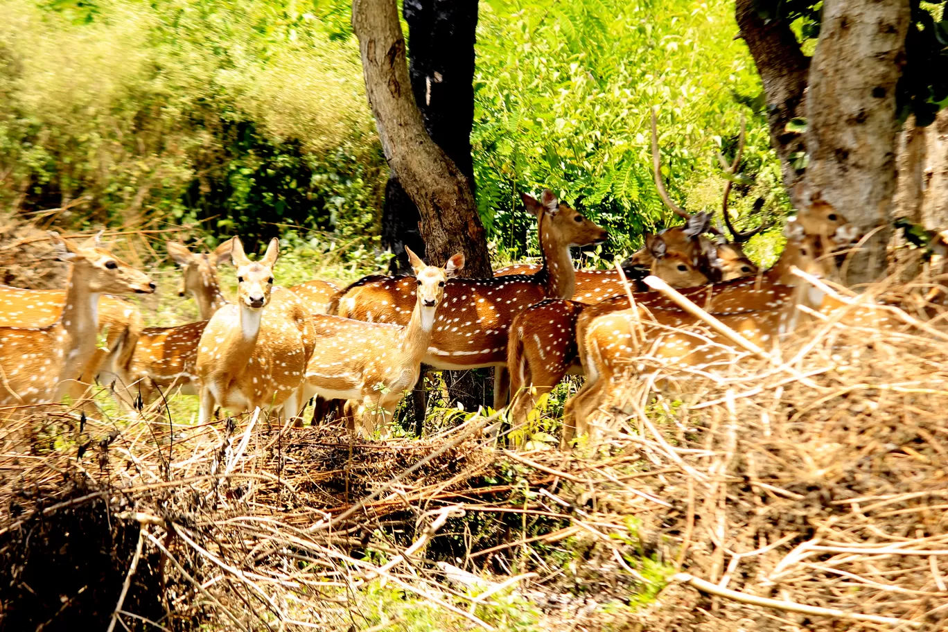 Photo of Masinagudi By Arijit Mullick