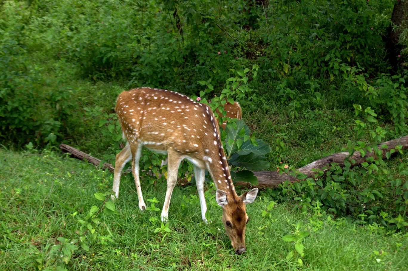 Photo of Masinagudi By Arijit Mullick