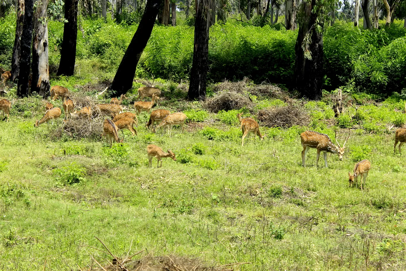 Photo of Masinagudi By Arijit Mullick