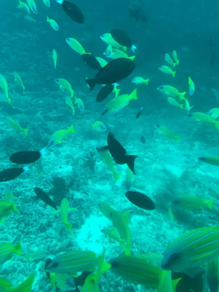 Photo of Maldives By Alisha Goyal