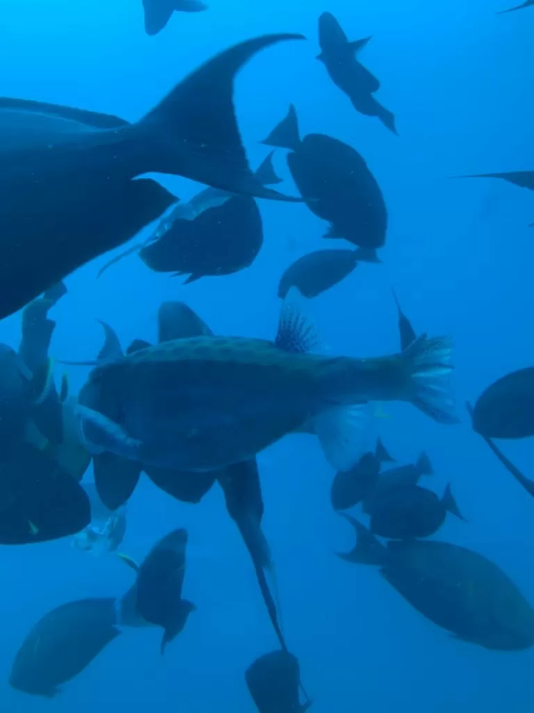 Photo of Maldives By Alisha Goyal