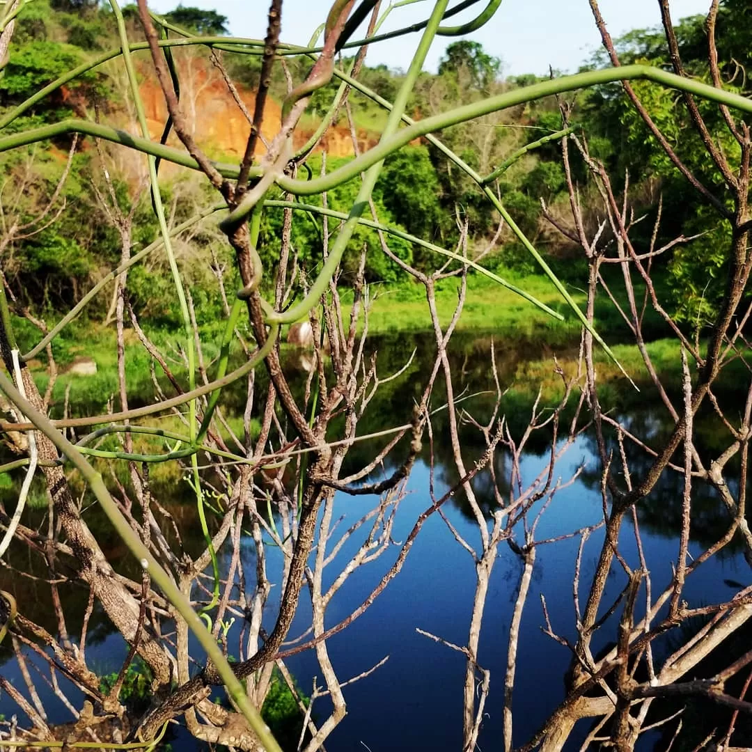 Photo of Nanmangalam Reserved Forest By Sai Prasad