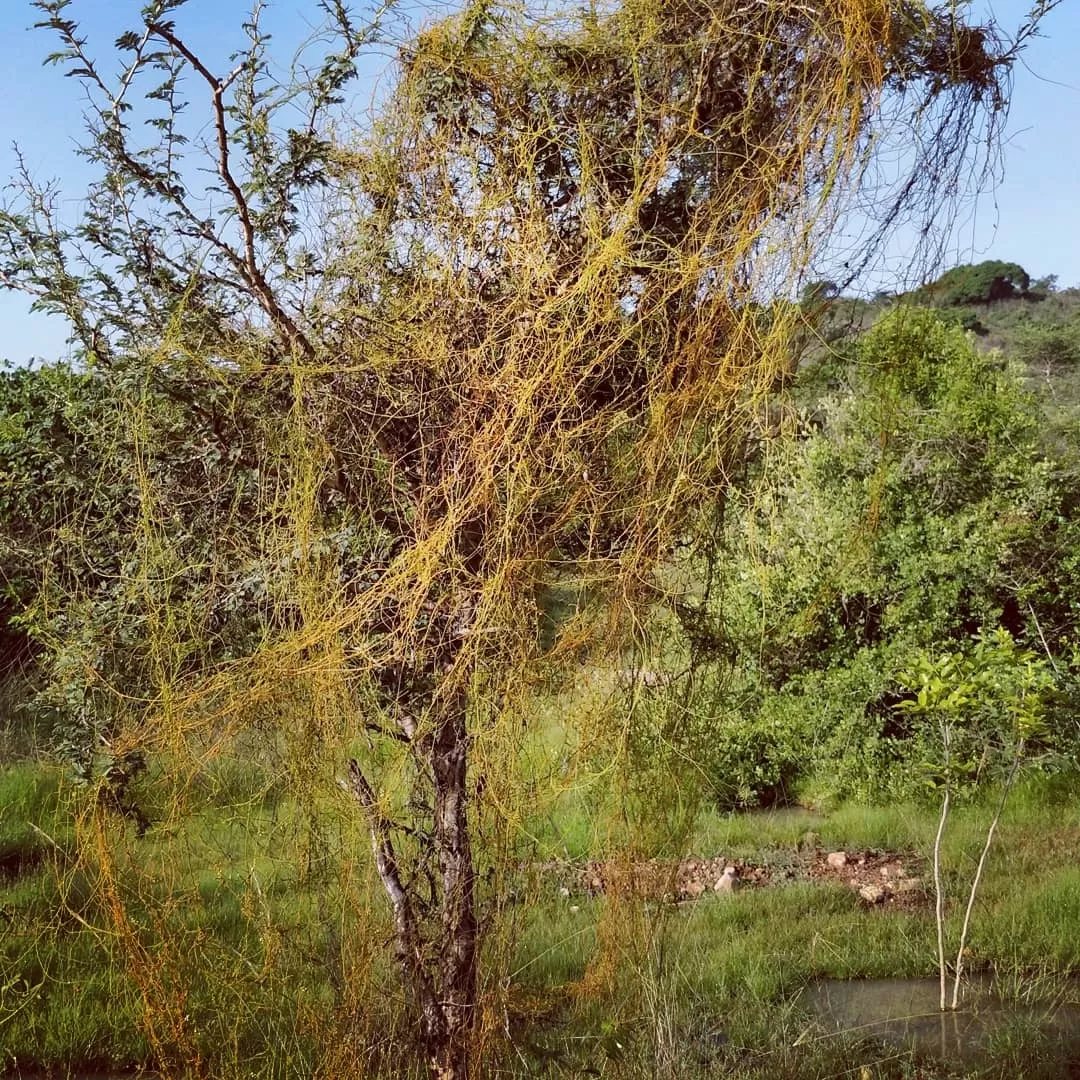 Photo of Nanmangalam Reserved Forest By Sai Prasad