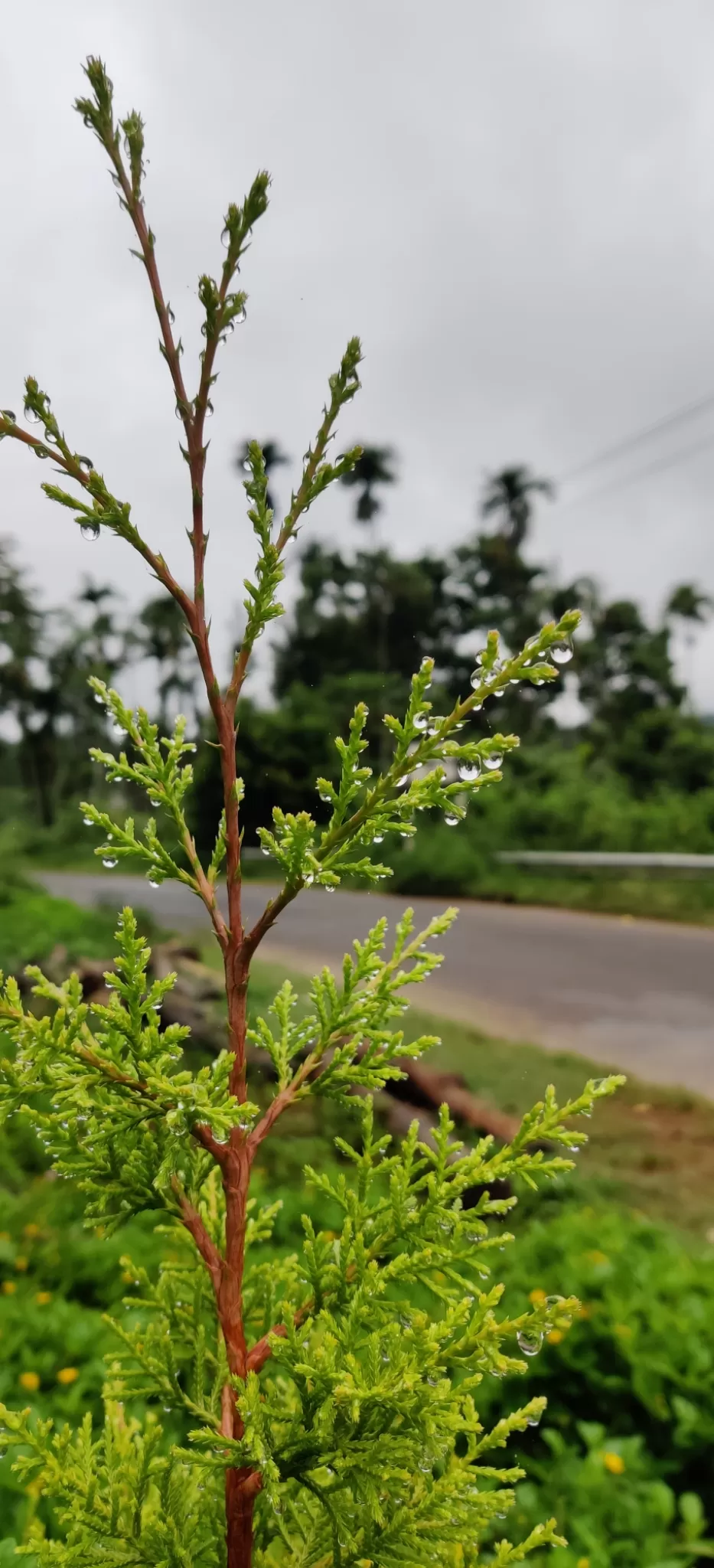 Photo of Ooty By Sourabh D N