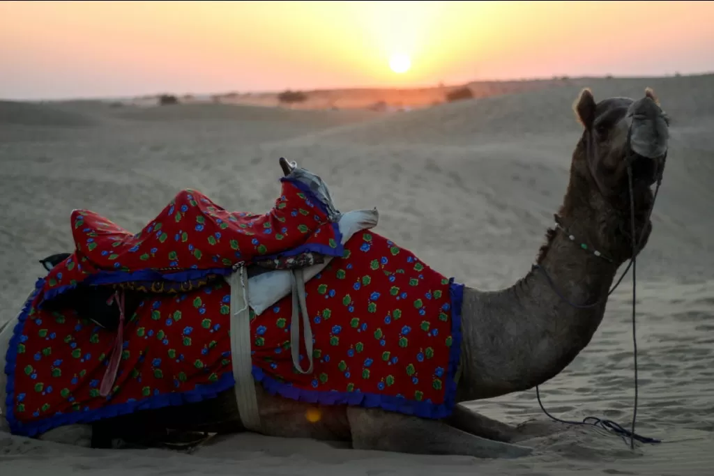 Photo of Sam Sand Dunes Desert Safari Camp Jaisalmer By Pooja Sundrani