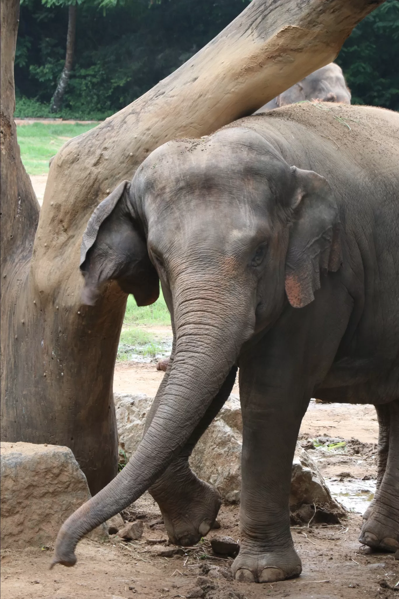 Photo of Kabini By Aishwarya Govindarajan