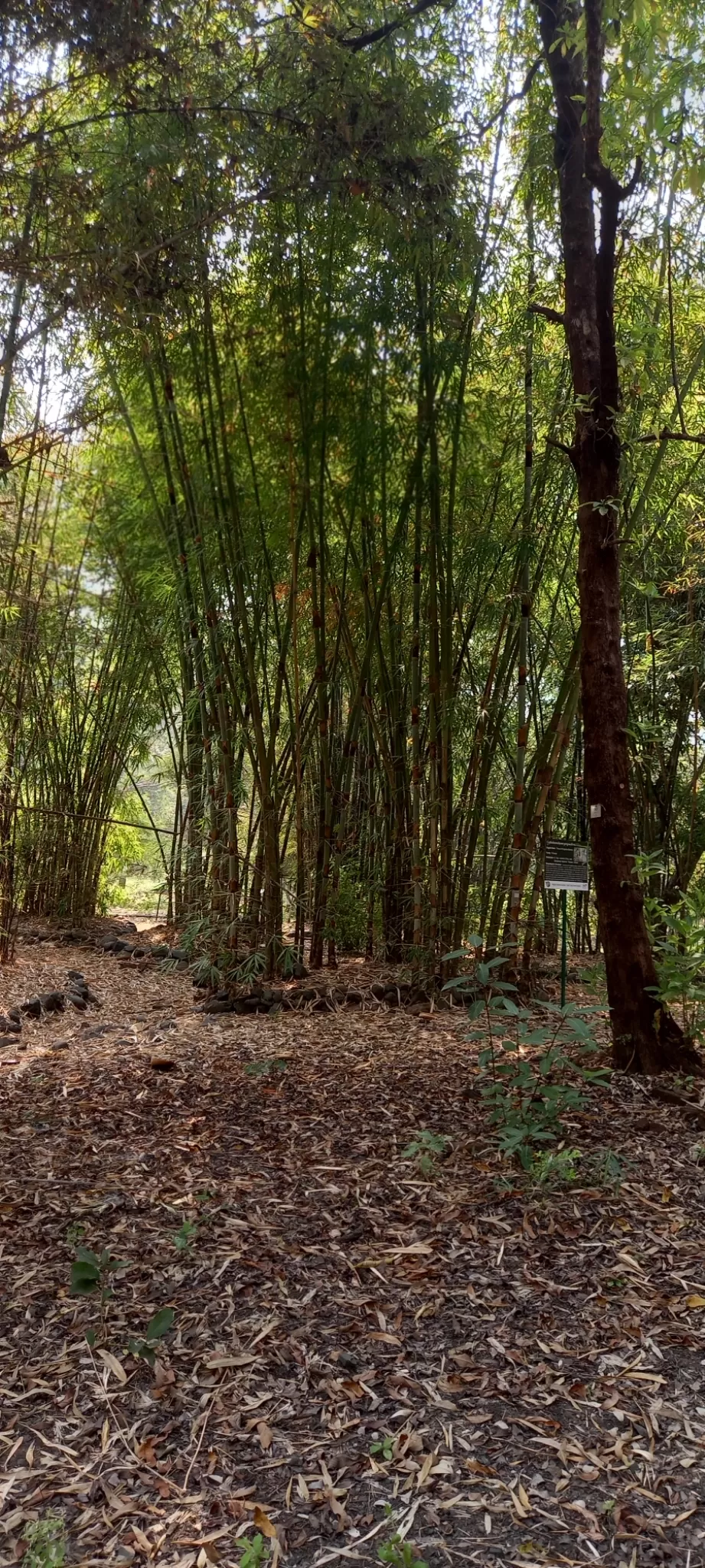 Photo of Waghai Botanical Garden By Rajwinder Kaur