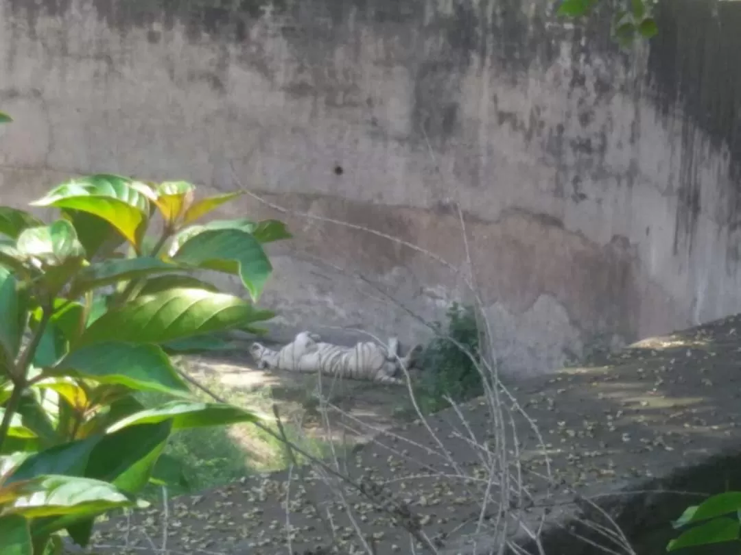 Photo of Chhatbir Zoo By Rajwinder Kaur