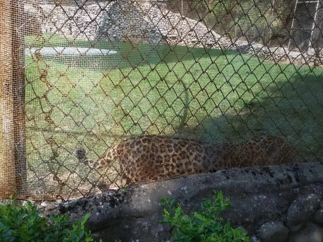 Photo of Chhatbir Zoo By Rajwinder Kaur