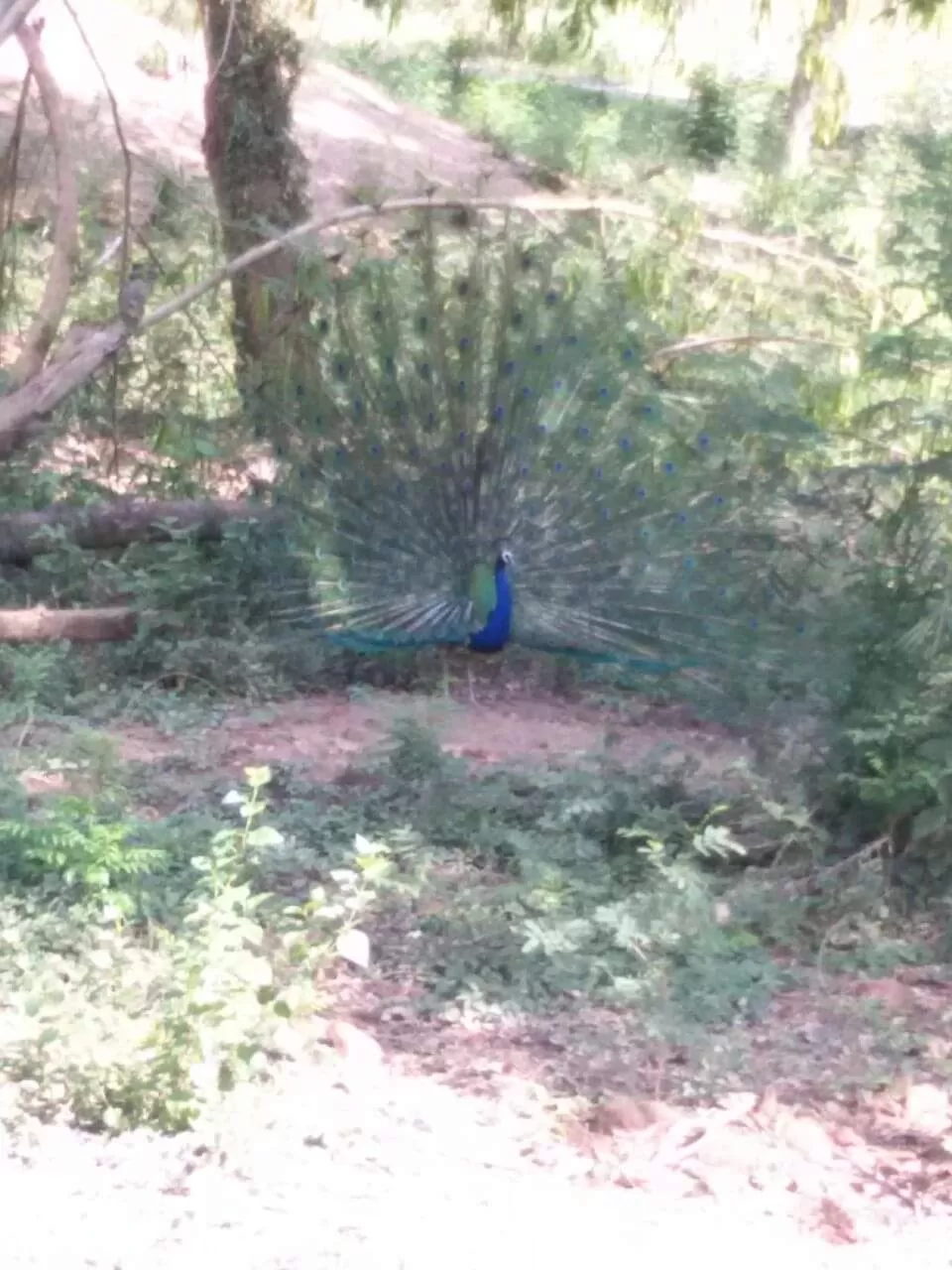 Photo of Chhatbir Zoo By Rajwinder Kaur