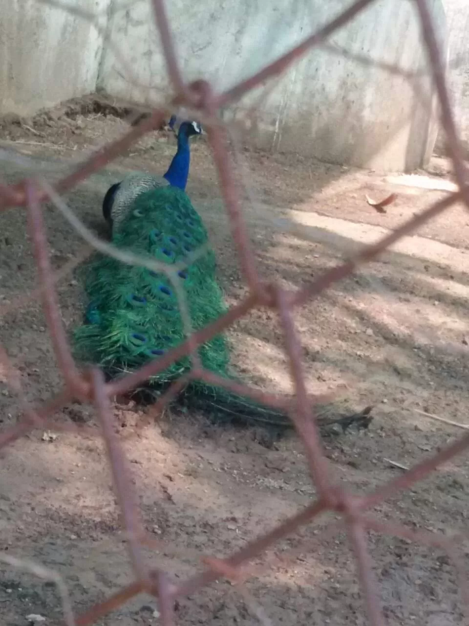 Photo of Chhatbir Zoo By Rajwinder Kaur