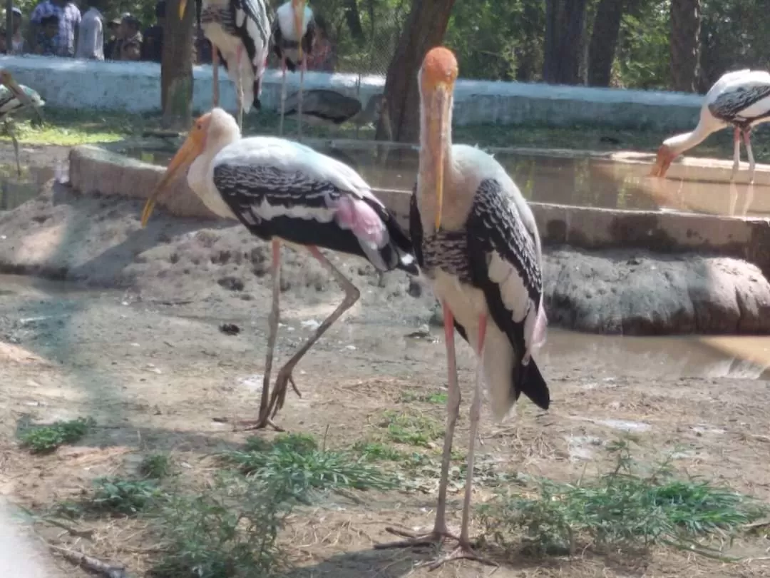 Photo of Chhatbir Zoo By Rajwinder Kaur