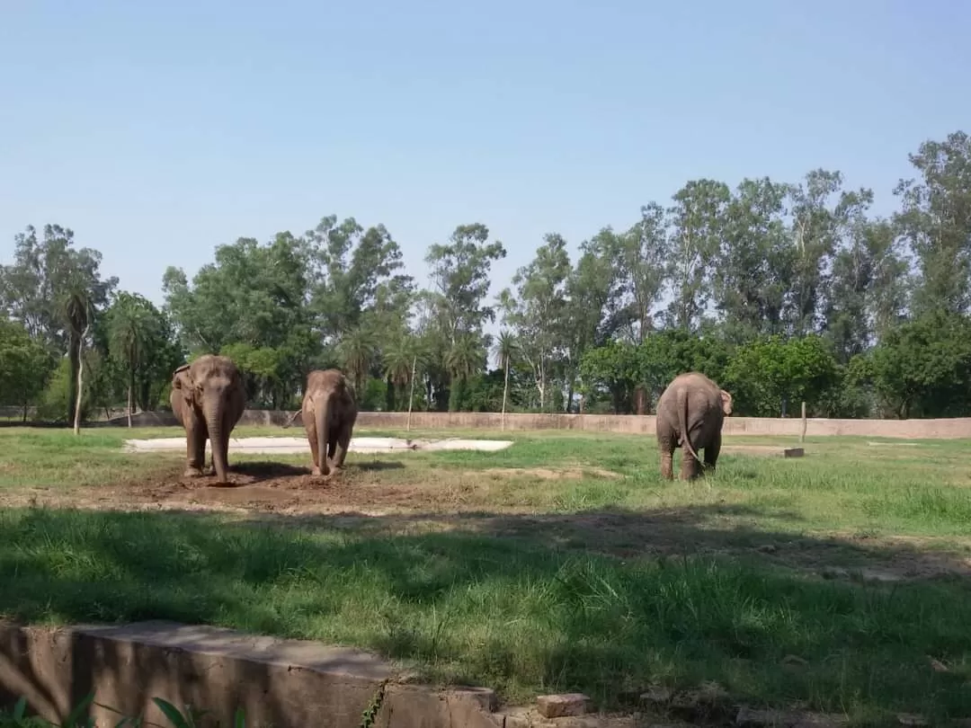 Photo of Chhatbir Zoo By Rajwinder Kaur