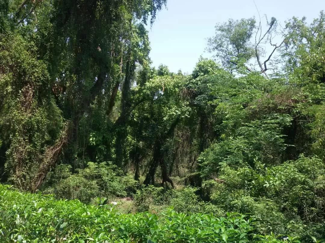 Photo of Chhatbir Zoo By Rajwinder Kaur