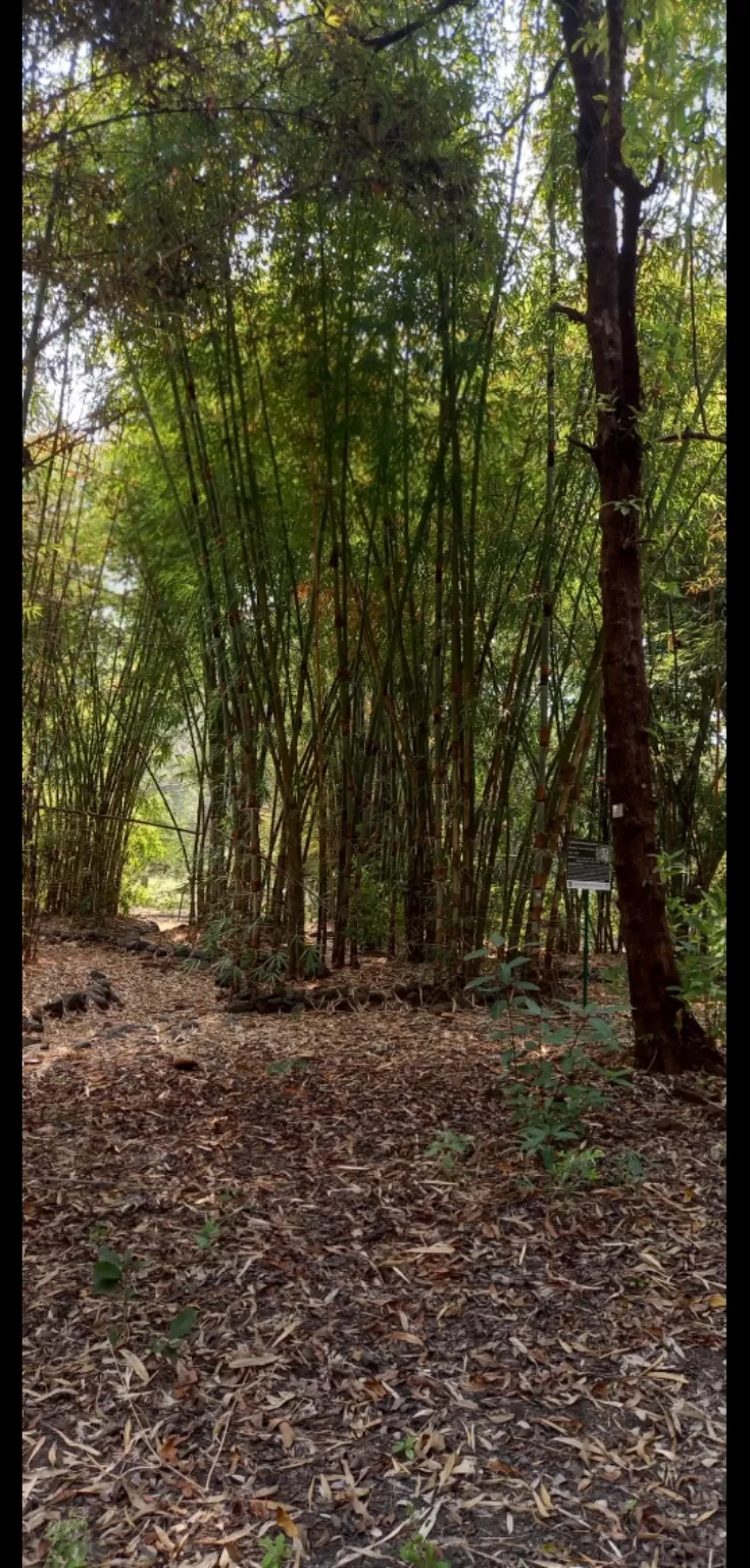 Photo of Baghapurana By Rajwinder Kaur