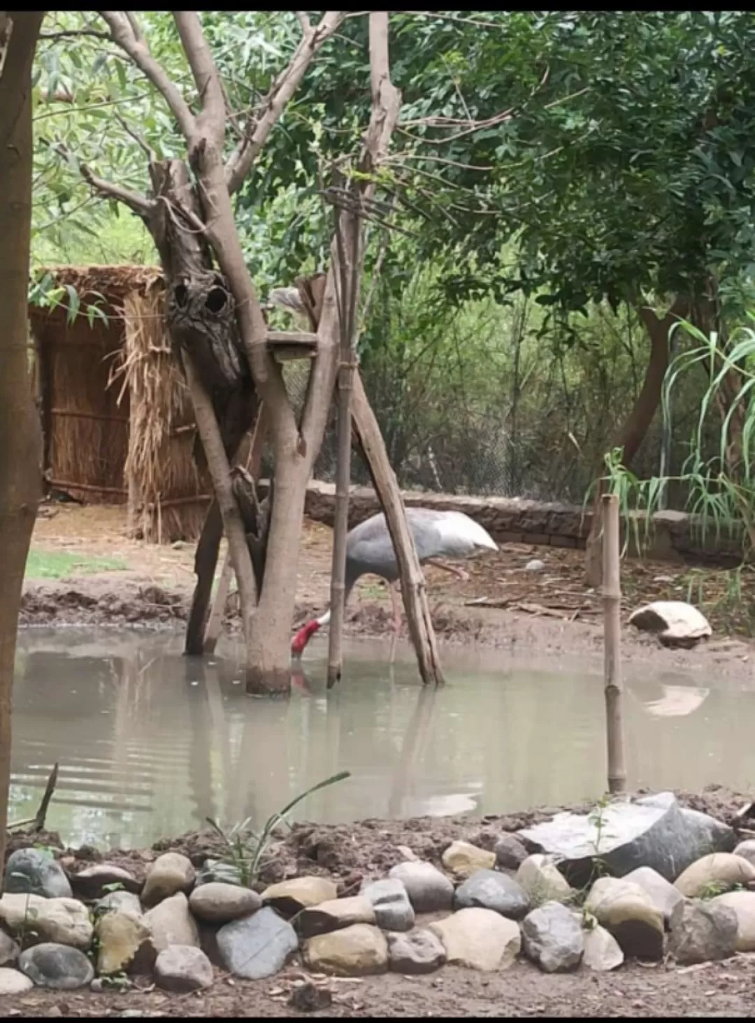 Photo of Chhatbir Zoo By Rajwinder Kaur