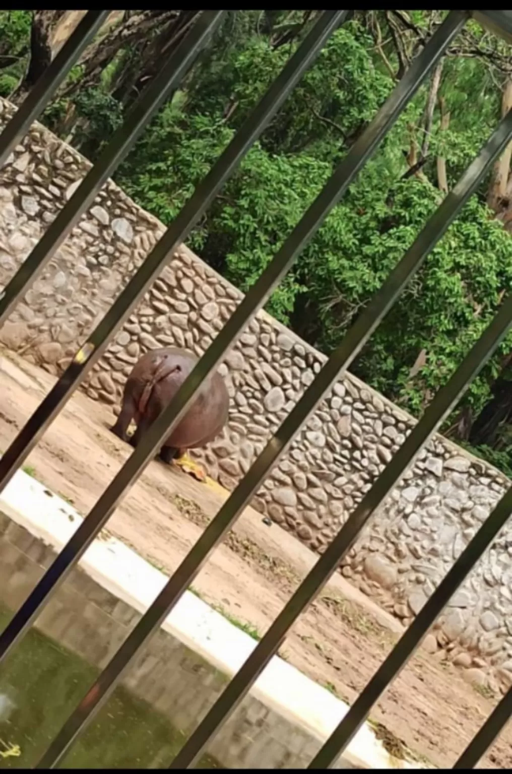 Photo of Chhatbir Zoo By Rajwinder Kaur