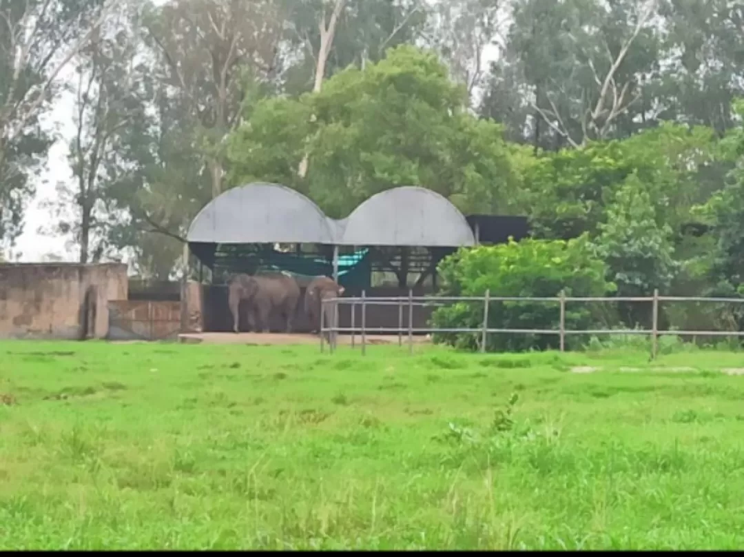 Photo of Chhatbir Zoo By Rajwinder Kaur