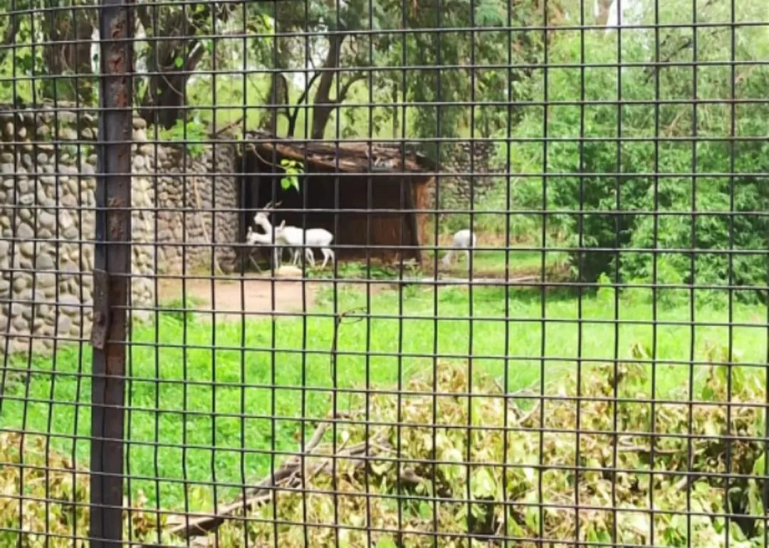 Photo of Chhatbir Zoo By Rajwinder Kaur