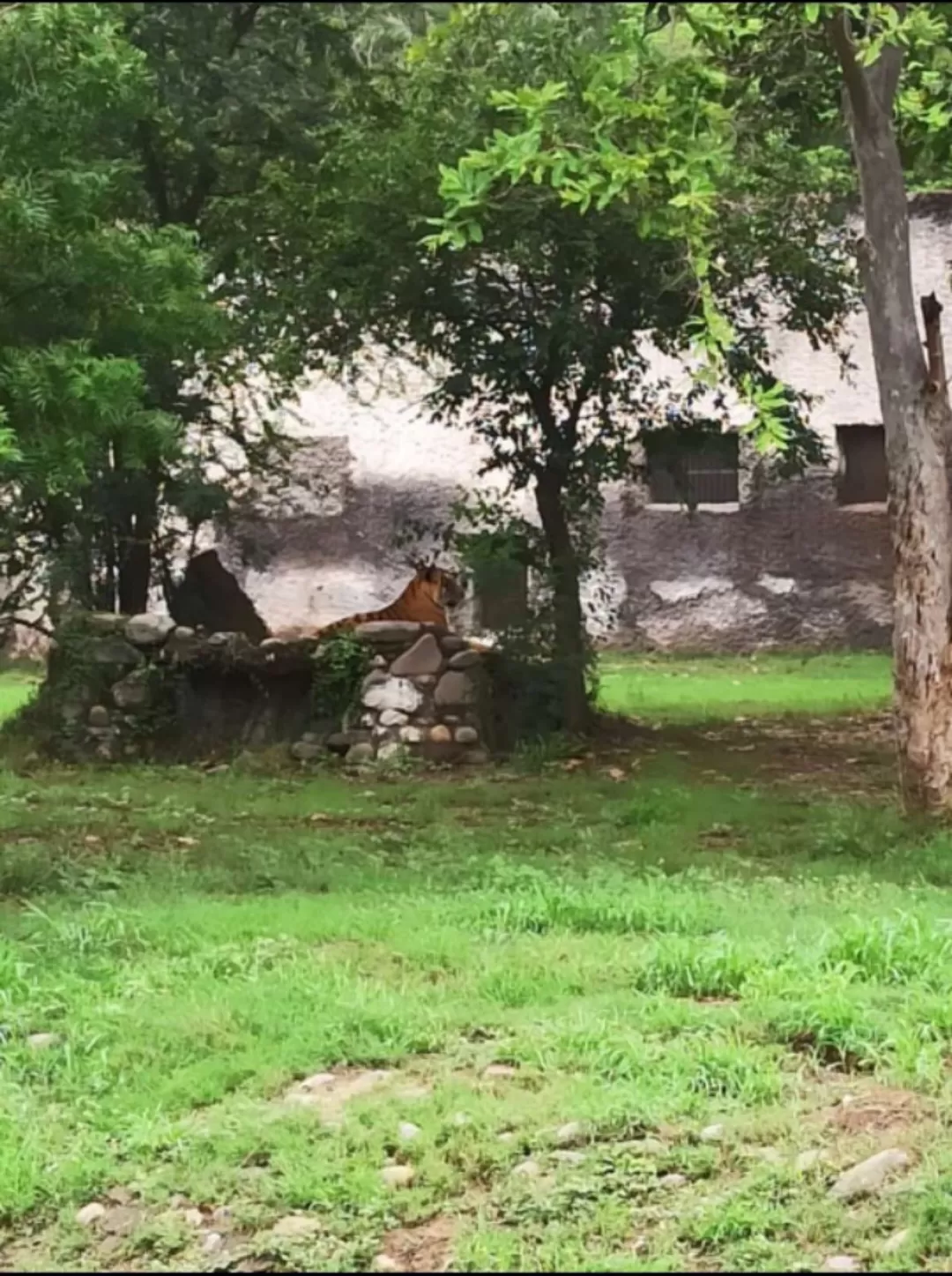 Photo of Chhatbir Zoo By Rajwinder Kaur
