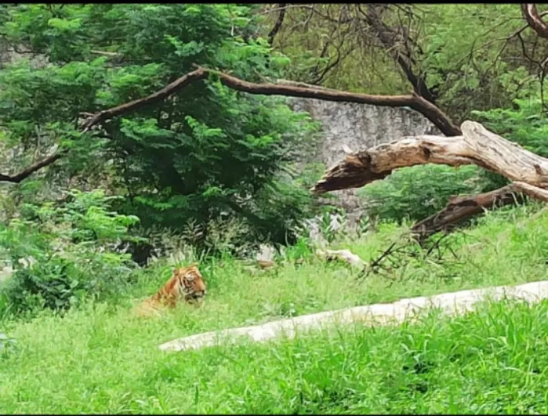 Photo of Chhatbir Zoo By Rajwinder Kaur