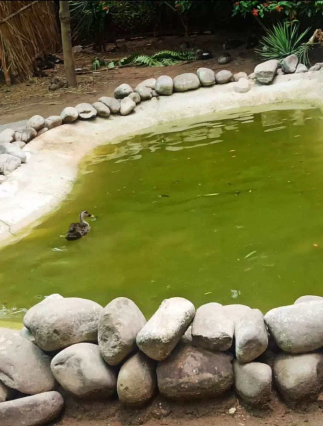 Photo of Chhatbir Zoo By Rajwinder Kaur