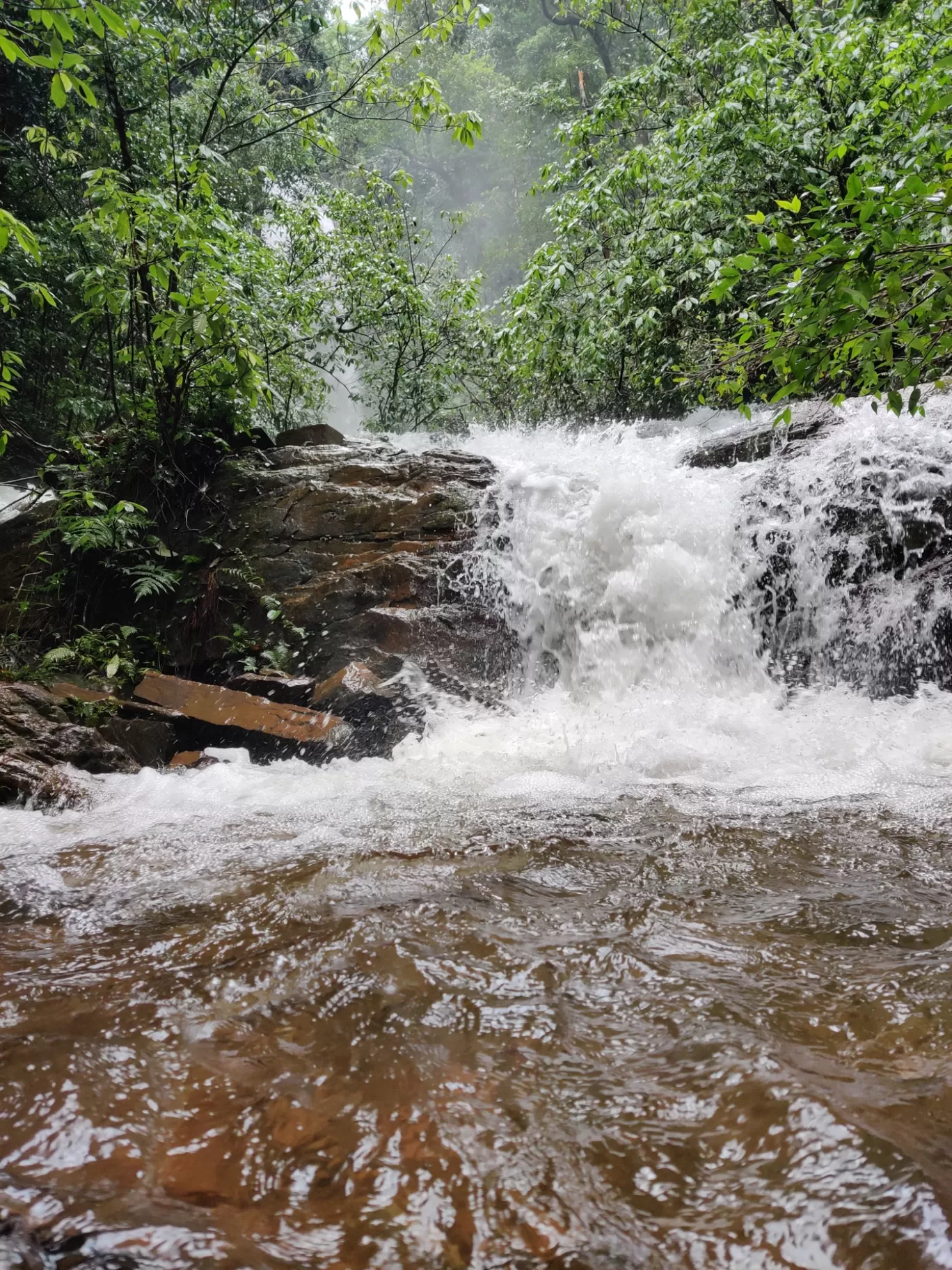 Photo of Kodachadri Trek Trail By Prateek Singhvi