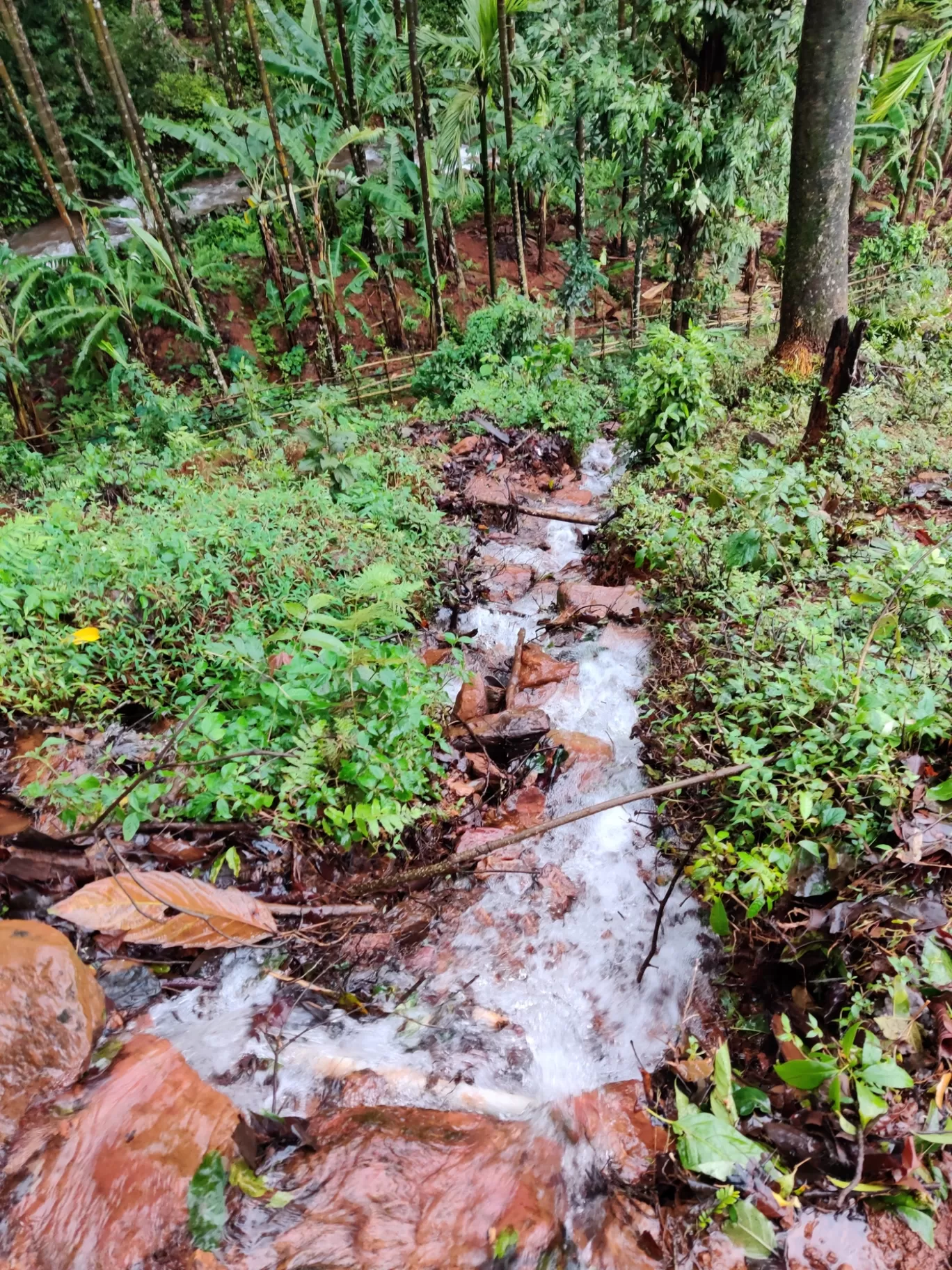 Photo of Kodachadri Trek Trail By Prateek Singhvi