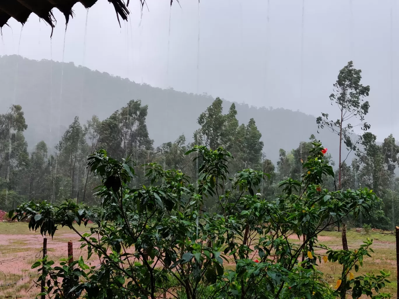 Photo of Kodachadri Trek Trail By Prateek Singhvi
