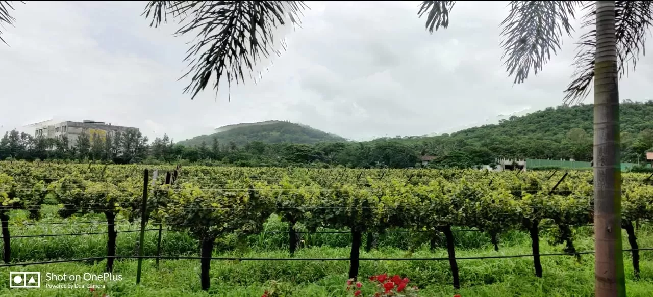 Photo of Sula Vineyards By Ashish Dwivedi