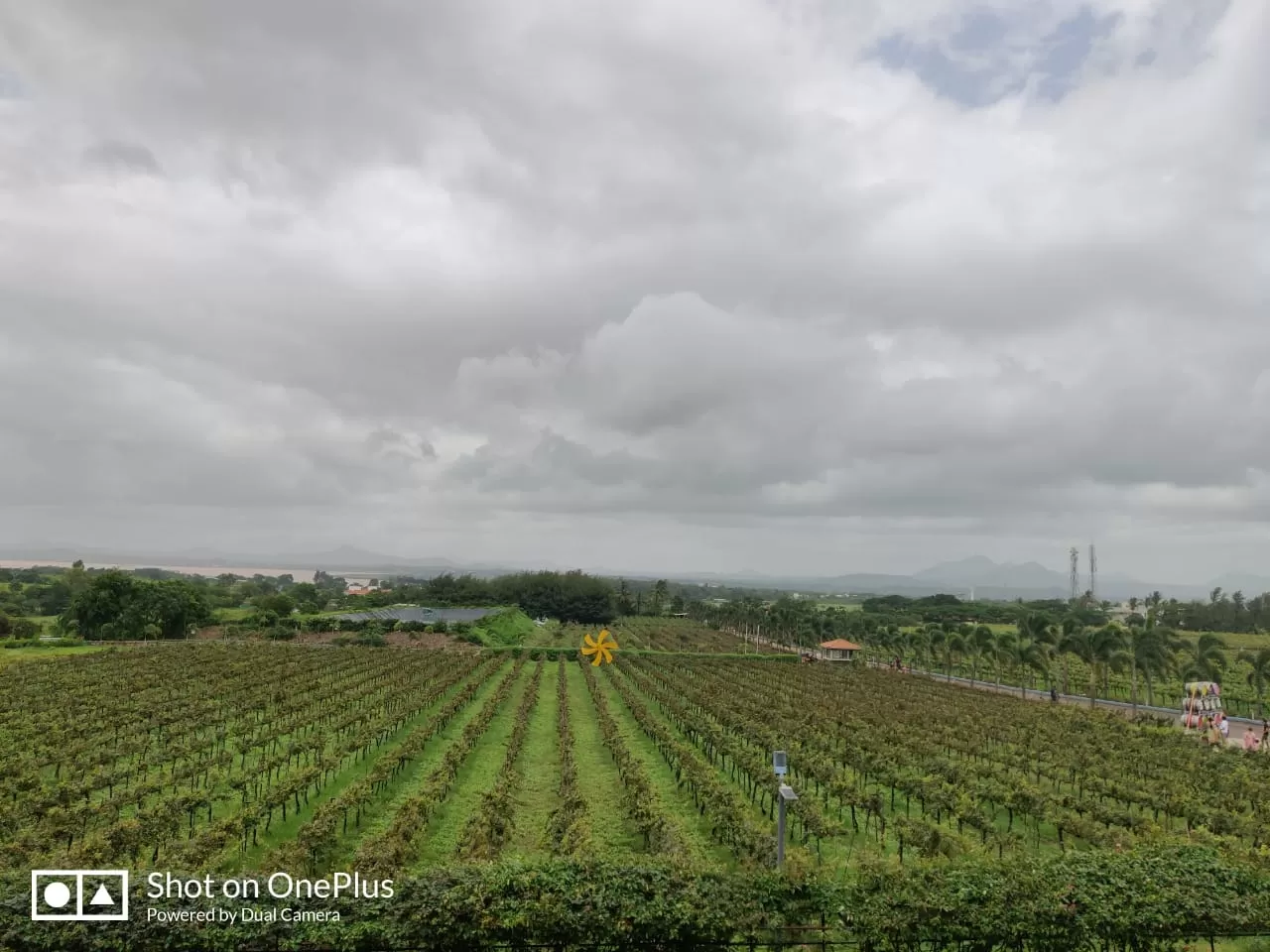 Photo of Sula Vineyards By Ashish Dwivedi