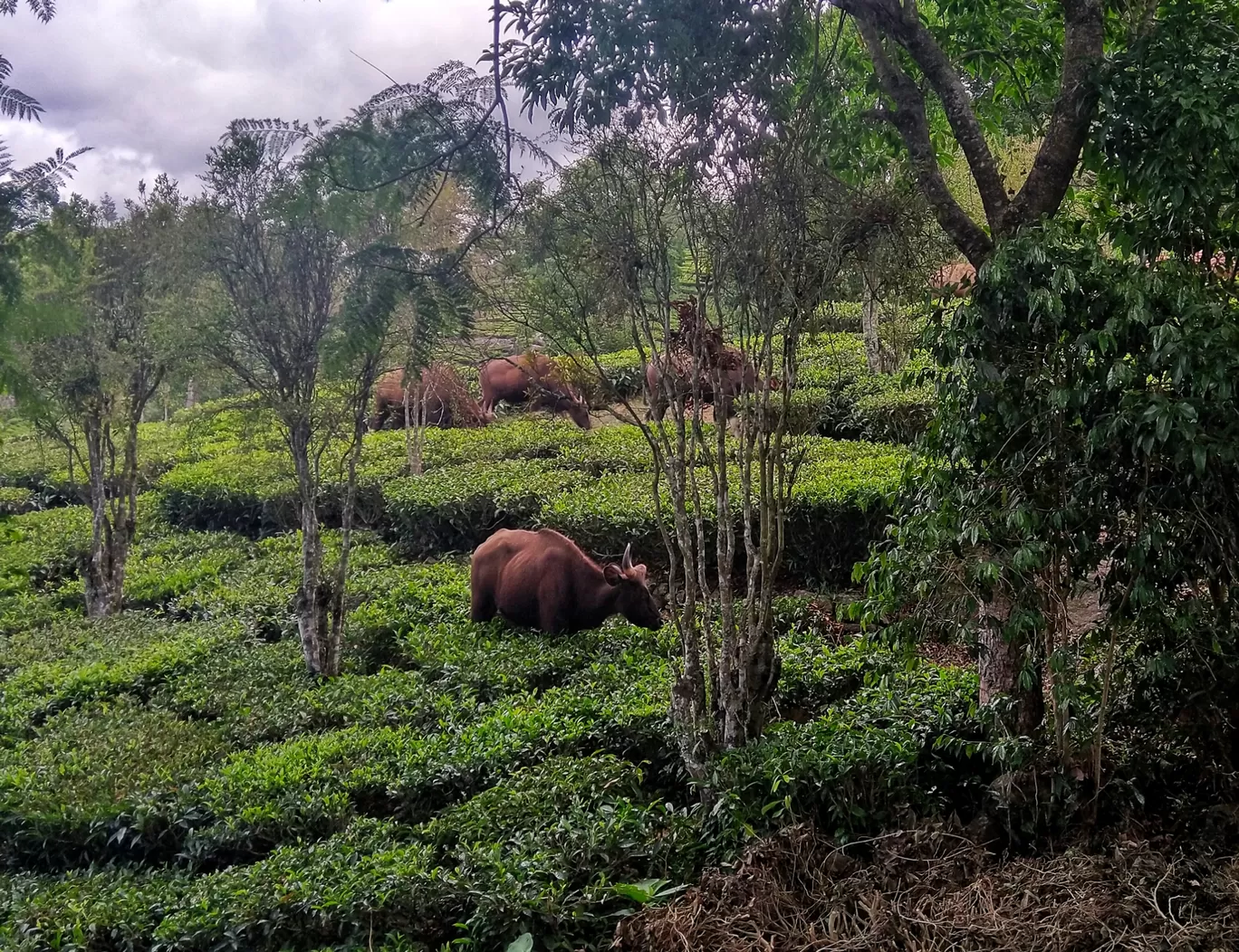 Photo of Kotagiri By Arka Roychoudhury