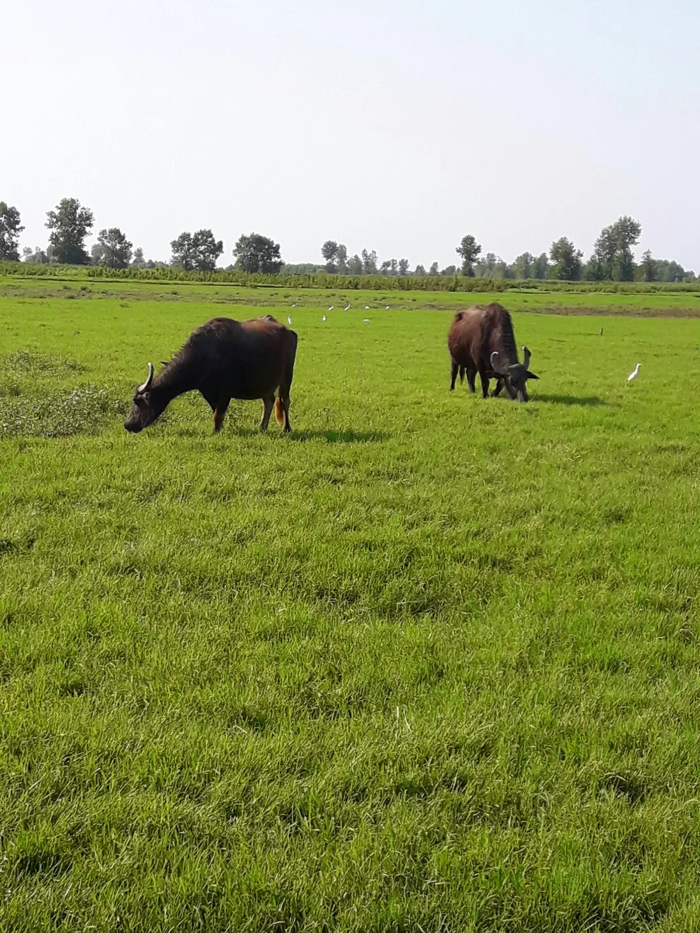 Photo of بندر انزلی، Gilan Province By parsana
