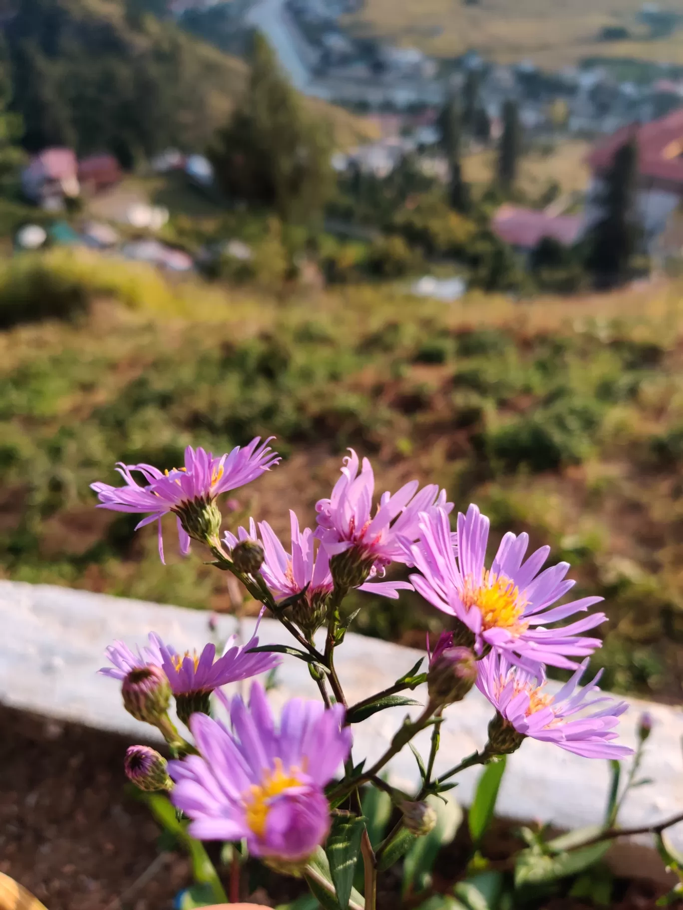 Photo of Bhutan By Flexcia