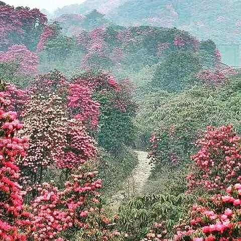 Photo of Sikkim By Siddharth Patkar