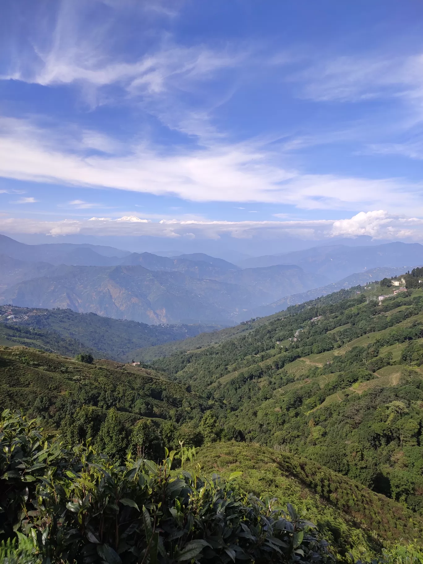 Photo of Darjeeling Tea Garden By arpita patel