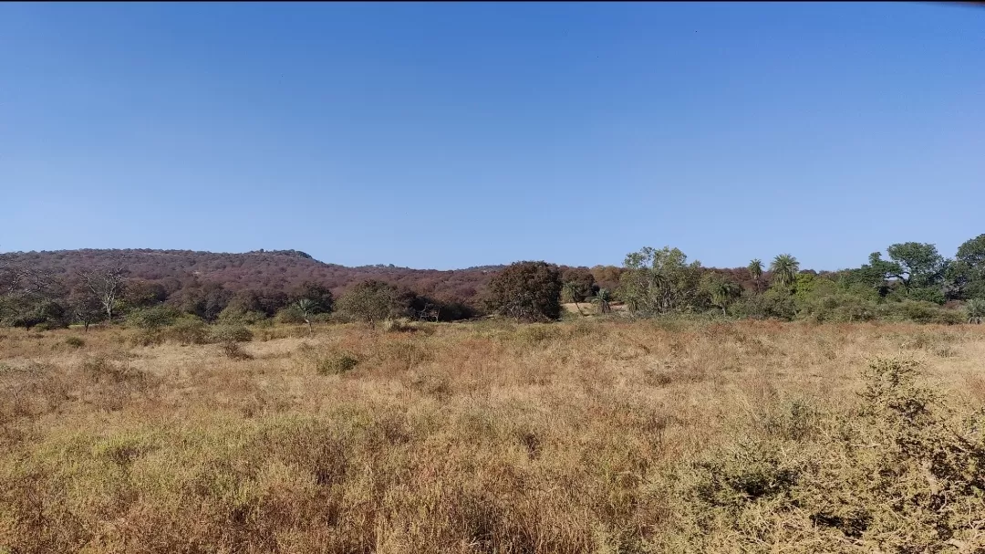 Photo of Ranthambore National Park By Antara Banerjee